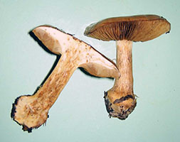 Cortinarius mucosus.